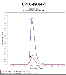 Click to enlarge image Immuno-MRM chromatogram of CPTC-PAK4-1  antibody (see CPTAC assay portal for details: https://assays.cancer.gov/CPTAC-5891)
Data provided by the Paulovich Lab, Fred Hutch (https://research.fredhutch.org/paulovich/en.html). Data shown were obtained from cell lysate.