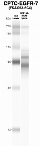 Click to enlarge image Western Blot using CPTC-EGFR-7 as primary Ab against MCF10A-KRas cell lysate (lane 2). Also included are molecular wt. standards (lane 1).
