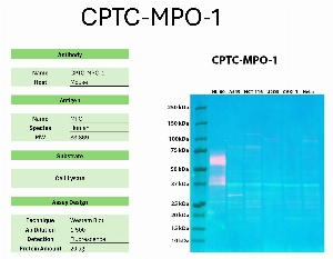 Click to enlarge image Western blot using CPTC-MPO-1 as primary antibody against the whole lysates of HL-60, A549, HCT-116, U2OS, CAKI-1, and HeLa. The antibody detected the target protein (~83.9 KDa) in HL-60 lysate.