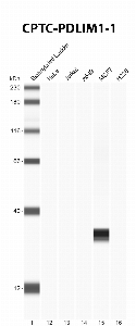 Click to enlarge image Automated Western Blot using CPTC-PDLIM1-1 as primary Ab against cell lysate from HeLa, Jurkat, A549, MCF7 and H226 cells (lane 2-6). Also included are molecular wt. standards (lane 1). Expected MW is 36 KDa. ECL detection. Negative for all cell lines.