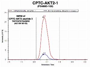 Click to enlarge image Immuno-MRM chromatogram of CPTC-AKT2-1 antibody with CPTC-AKT2 peptide 5 (NCI ID#00276) as target