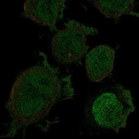 Click to enlarge image Results provided by the Human Protein Atlas (www.proteinatlas.org).

Immunofluorescent staining of human cell line THP-1 shows localization to nucleoplasm & plasma membrane. Human assay: THP-1 fixed with PFA, dilution: 1:150