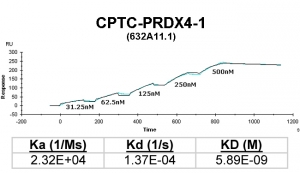 Click to enlarge image Kinetic titration data for PRDX4-1 Ab (632A11.1) using Biacore SPR method