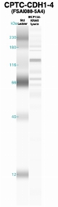 Click to enlarge image Western Blot using CPTC-CDH1-4 as primary Ab against MCF10A-KRas cell lysate (lane 2). Also included are molecular wt. standards (lane 1).