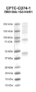 Click to enlarge image Western blot using CPTC-CD74-1 as primary antibody against human recombinant protein CD74 , major histocompatibility complex, class II invariant chain (lane 2). Expected molecular weight - 33.3 kDa.  Molecular weight standards are also included (lane 1). Inconclusive data.