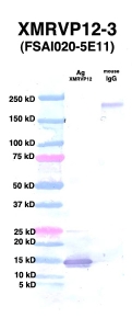 Click to enlarge image Western Blot using CPTC-XMRVP12-3 as primary Ab against XMRVP12 Ag00003 (lane 2). Also included are molecular wt. standards (lane 1) and mouse IgG control (lane 3).