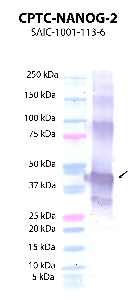 Click to enlarge image Western Blot using CPTC-NANOG-2 as primary antibody against recombinant NANOG protein  (lane 2) with expected MW of 37.3 KDa. Molecular weight standards are also included (lane 1).