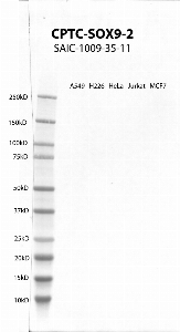 Click to enlarge image Western Blot using CPTC-SOX9-2 as primary antibody against cell lysates A549, H226, HeLa, Jurkat and MCF7. Expected MW of 56.1 KDa. All cell lysates negative.  Molecular weight standards are also included (lane 1).