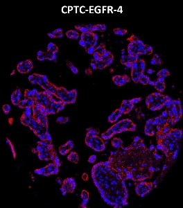 Click to enlarge image Imaging mass cytometry on normal placenta tissue core using CPTC-EGFR-4 metal-labeled antibody.  Data shows overlay of target protein signal (red) and DNA (blue). Dilution: 1:100 of 0.5mg/mL stock. Signal was also obtained in other normal tissues (testis, prostate, liver, colon, endometrium, appendix, pancreas, bone marrow, breast, kidney, lung, and placenta) and cancer tissues (breast, colon, prostate, lung, and ovarian).