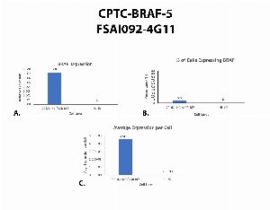 Click to enlarge image Single cell western blot using CPTC-BRAF-5 as a primary antibody against HL-60 and NCI/ADR-RES cell lysates. Relative expression of total BRAF (A).  Percentage of cells that express BRAF (B).  Average expression of BRAF protein per cell (C).  All data is normalized to &beta;-tubulin expression.