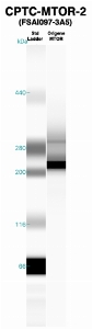 Click to enlarge image Western Blot using CPTC-MTOR-2 as primary Ab against recombinant MTOR2 (lane 2). Also included are molecular wt. standards (lane 1).