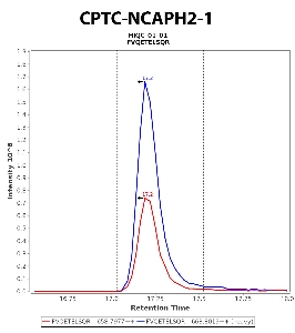 Click to enlarge image Immuno-MRM chromatogram of CPTC-NCAPH2-1  antibody (see CPTAC assay portal for details: https://assays.cancer.gov/CPTAC-5922)
Data provided by the Paulovich Lab, Fred Hutch (https://research.fredhutch.org/paulovich/en.html). Data shown were obtained from cell lysate.