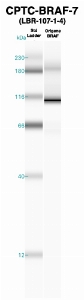 Click to enlarge image Western Blot using CPTC-BRAF-7 as primary Ab against recombinant BRAF (lane 2). Also included are molecular wt. standards (lane 1).