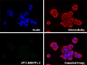 Click to enlarge image Immunofluorescence staining using CPTC-MINPP1-2 as primary antibody against MCF7 cells.   The CPTC-MINPP1-2 antibody presumably recognizes the MINPP1 protein in the cytoplasm (green).