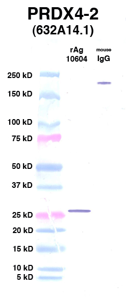 Click to enlarge image Western Blot using CPTC-PRDX4-2 as primary Ab against Ag 10604 (lane 2). Also included are molecular wt. standards (lane 1) and mouse IgG control (lane 3).