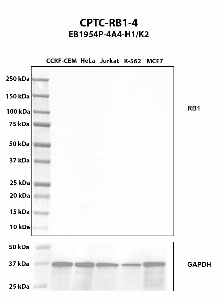 Click to enlarge image Western blot using CPTC-RB1-4 as primary antibody against whole cell lysates CCRF-CEM (lane 2), HeLa (lane 3), Jurkat (lane 4), K-562 (lane 5), and MCF7 (lane 6). The expected molecular weight is 106.2 kDa.  All cell lines are negative.