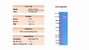 Click to enlarge image Western blot using CPTC-EGFR-6 of recombinant EGFR in over-expressed lysate. The antibody is able to detect the target protein. Expected MW is 134 KDa.