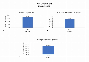 Click to enlarge image Single cell western blot using CPTC-PDLIM1-1 as a primary antibody against cell lysates.  Relative expression of total PDLIM1 in MCF7 cells (A).  Percentage of cells that express PDLIM1 (B).  Average expression of PDLIM1 protein per cell (C).  All data is normalized to β-tubulin expression.