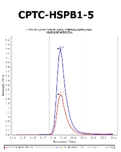 Click to enlarge image Immuno-MRM chromatogram of CPTC-HSPB1-5 antibody (see CPTAC assay portal for details: https://assays.cancer.gov/CPTAC-703)
Data provided by the Paulovich Lab, Fred Hutch (https://research.fredhutch.org/paulovich/en.html). Data shown were obtained from plasma.