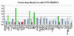 Click to enlarge image Protein Array in which CPTC-CRABP2-1 is screened against the NCI60 cell line panel for expression. Data is normalized to a mean signal of 1.0 and standard deviation of 0.5. Color conveys over-expression level (green), basal level (blue), under-expression level (red).