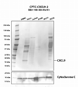 Click to enlarge image Western blot using CPTC-CXCL9-2 as primary antibody against human PBMC (2), HeLa (3), Jurkat (4), A549 (5), MCF7 (6) and H226 (7) whole cell lysates. The expected molecular weight is 14.0 kDa. Cytochrome C was used as a loading control. HeLa is presumed positive. All other cell lines are negative.