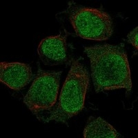 Click to enlarge image Results provided by the Human Protein Atlas (www.proteinatlas.org). The subcellular location is supported by literature. Immunofluorescent staining of human cell line THP-1 shows localization to nucleoplasm. 

Human assay: THP-1 fixed with PFA, dilution: 1:200
Human assay: U2OS fixed with PFA, dilution: 1:200