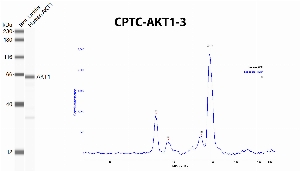 Click to enlarge image Automated western blot using CPTC-AKT1-3 as primary antibody against recombinant AKT1. The antibody can recognize the target.