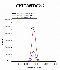 Click to enlarge image iMRM screening of CPTC-WFDC2- against synthetic peptide DQC[+57]QVDSQC[+57]PGQMK (WAP Four-Disulfide Core Domain 2 Peptide 2)

Data provided by the Carr Lab, Broad Institute
https://www.broadinstitute.org/proteomics/protocols