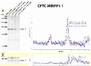 Click to enlarge image Immunoprecipitation using CPTC-MINPP1-1 as capture antibody against cell lysates of MCF7, HeLa, Jurkat and HepG2. Eluates were then tested with Simple Western (automated WB) using CPTC-MINPP1-2 as detection antibody (Panel A). Data were compared with Simple Western data obtained from the same cell lysates using CPTC-MINPP1-2 (Panel B). The antibody is able to pull down the target protein in all cell lysates, but weakly in HepG2.