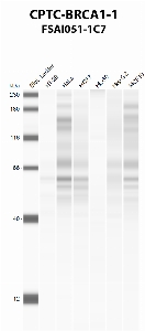 Click to enlarge image Automated western blot using CPTC-BRCA1-1 as primary antibody against against HT-29 (lane 2), HeLa (lane 3), MCF7 (lane 4), HL-60 (lane 5), Hep G2 (lane 6), and MCF7 (lane 7) whole cell lysates.  Expected molecular weight - 208 kDa, 7 kDa, 85 kDa, 206 kDa, 81 kDa, 78 kDa, 210 kDa, and 202 kDa.  Molecular weight standards are also included (lane 1).