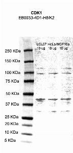 Click to enlarge image Western Blot using CPTC-CDK1-1 as primary antibody against cell lysates LCL57 (lane 2), HeLa (lane 3) and MCF10A (lane 4). Also included are molecular weight standards (lane 1)