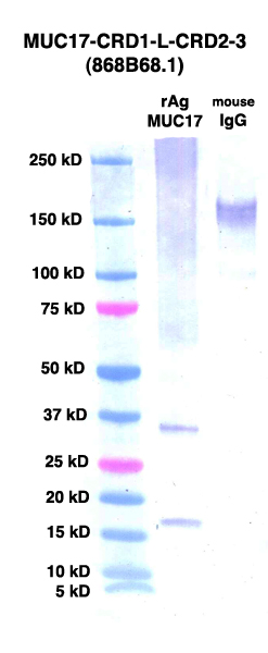 Click to enlarge image Western Blot using CPTC-MUC17-CRD1-L-CRD2-3 as primary Ab against MUC17-CRD1-L-CRD2 (rAg 00006) (lane 2). Also included are molecular wt. standards (lane 1) and mouse IgG control (lane 3).