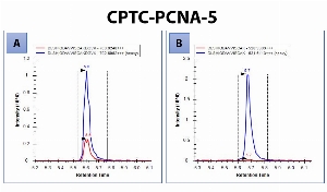 Click to enlarge image iMRM analysis using CPTC-PCNA-5 as capture antibody. Antibody CPTC-PCNA-5 is able to recognize the tryptic peptide of PCNA in its ubiquitinated form [Panel A, DLSHIGDAVVISCA(K-ε-GG)DGVK (uK164)], and in its not ubiquitinated form [Panel B, DLSHIGDAVVISCAKDGVK).
Data provided by the Paulovich Lab, Fred Hutch (https://research.fredhutch.org/paulovich/en.html)