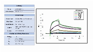 Click to enlarge image Affinity and binding kinetics of CPTC-BRAF-3 and full-length BRAF recombinant protein were measured using surface plasmon resonance. Full-length BRAF recombinant protein was amine coupled onto a Series S CM5 biosensor chip. CPTC-BRAF-3 mouse antibody was used as analyte and was titrated at 1024 nM, 256 nM, 64 nM, 16 nM, 4 nM, and 1 nM. All binding data were double-referenced and analyzed globally using a 1:1 fitting model.