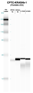 Click to enlarge image Western blot of CPTC-KRAS4b-1 antibody with full length KRAS4a,KRAS4b, H-RAS and N-RAS recombinant proteins.