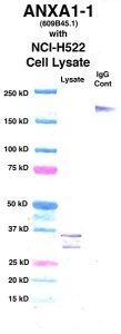 Click to enlarge image Western Blot using CPTC-ANXA1-1 as primary Ab against cell lysate from NCI-H522 cells (lane 2). Also included are molecular wt. standards (lane 1) and mouse IgG control (lane 3).
