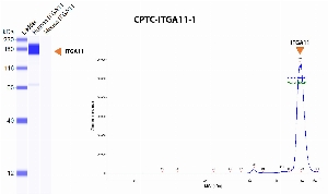 Click to enlarge image Automated Western Blot using CPTC-ITGA11-1 as primary antibody against human and mouse recombinant proteins. The antibody CPTC-ITGA11-1 specifically recognizes the human recombinant. Expected MW is 133 KDa, but ITGA11 glycosylation affects its migration.
