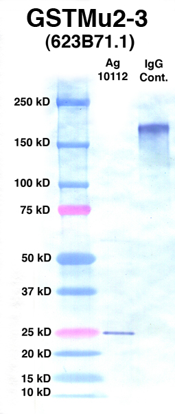 Click to enlarge image Western Blot using CPTC-GSTMu2-3 as primary Ab against Ag 10112 (lane 2). Also included are molecular wt. standards (lane 1) and mouse IgG control (lane 3).