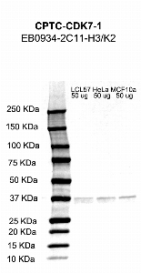 Click to enlarge image Western Blot using CPTC-CDK7-1 as primary antibody against cell lysates LCL57 (lane 2), HeLa (lane 3) and MCF10A (lane 4). Also included are molecular weight standards (lane 1)