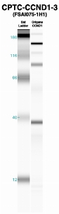 Click to enlarge image Western Blot using CPTC-CCND1-3 as primary Ab against recombinant CCND1 (lane 2). Also included are molecular wt. standards (lane 1).