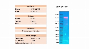 Click to enlarge image Western blot using CPTC-EGFR-9 of recombinant EGFR in over-expressed lysate. The antibody is able to detect the target protein. Expected MW is 134 KDa.