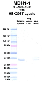 Click to enlarge image Western Blot using CPTC-MDH1-1 as primary Ab against cell lysate from transiently overexpressed HEK293T cells form Origene (lane 2). Also included are molecular wt. standards (lane 1), lysate from non-transfected HEK293T cells as neg control (lane 3) and recombinant Ag MDH1 (NCI 10990) in (lane 4). 