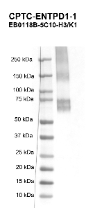 Click to enlarge image Western blot using CPTC-ENTPD1-1 as primary antibody against human ectonucleoside triphosphate diphosphohydrolase 1 (ENTPD1) recombinant protein (lane 2).  Expected molecular weight - 57.8 kDa.  Molecular weight standards are also included (lane 1).