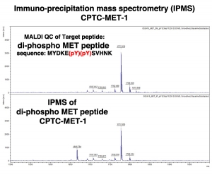 Click to enlarge image Immuno-Precipitation Mass Spectrometry using CPTC-MET-1 antibody with di-phospho MET peptide as the target antigen (sequence: MYDKE(pY)(pY)SVHNK)