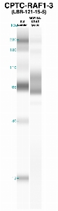 Click to enlarge image Western Blot using CPTC-RAF1-3 as primary Ab against MCF10A-KRAS cell lysate (lane 2). Also included are molecular wt. standards (lane 1).