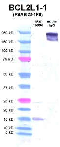 Click to enlarge image Western Blot using CPTC-BCL2L1-1 as primary Ab against BCL2L1 (rAg 10650) in lane 2. Also included are molecular wt. standards (lane 1) and mouse IgG control (lane 3).