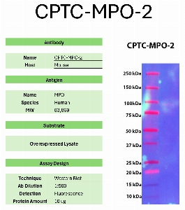 Click to enlarge image Western Blot of CPTC-MPO-2 against the over-expressed lysate of MPO. Expected MW is 83.9 KDa. The antibody detected the target protein.