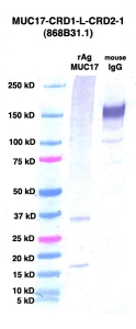 Click to enlarge image Western Blot using CPTC-MUC17-CRD1-L-CRD2-1 as primary Ab against MUC17-CRD1-L-CRD2 (rAg 00006) (lane 2). Also included are molecular wt. standards (lane 1) and mouse IgG control (lane 3).