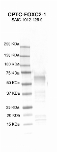 Click to enlarge image Western Blot using CPTC-FOXC2-1 as primary Ab against recombinant FOXC2 protein (lane 2). Also included are molecular wt. standards (lane 1).