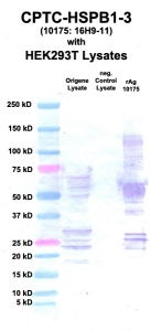 Click to enlarge image Western Blot using CPTC-HSPB1-3 as primary Ab against cell lysate from transiently overexpressed HEK293T cells form Origene (lane 2). Also included are molecular wt. standards (lane 1), lysate from non-transfected HEK293T cells as neg control (lane 3) and recombinant Ag HSPB1 (NCI 10175) in (lane 4).